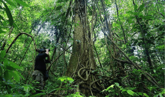Kenali 556 Destinasi Wisata Hutan Konservasi di Indonesia