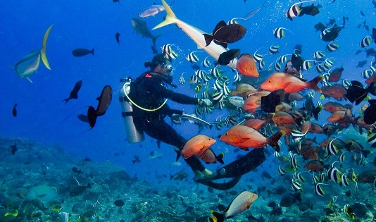 Pengalaman tak terlupakan diving di Nusa Penida
