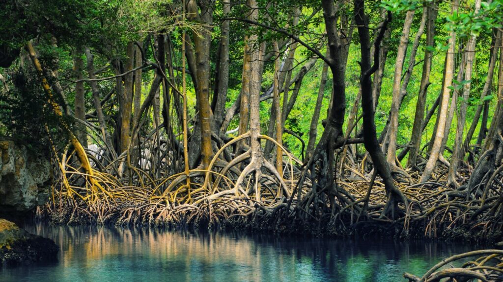wisata hutan mangrove