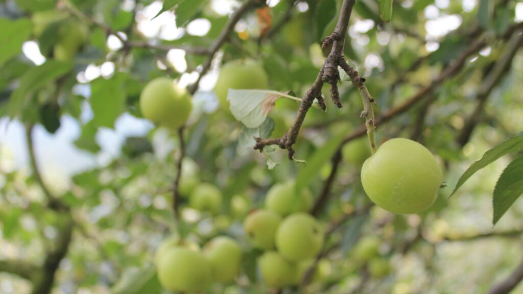 Wisata petik apel Malang