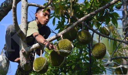 Wisata Durian