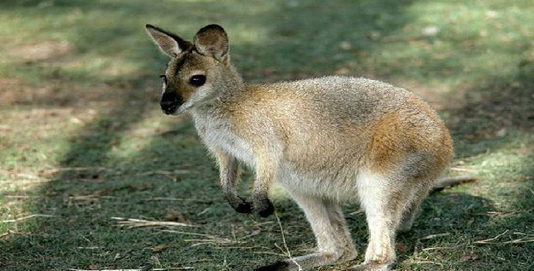 Marsupial Papua