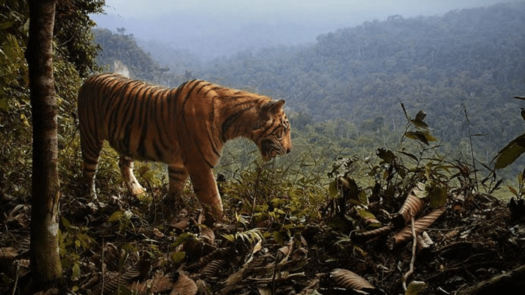 Kenali 556 Destinasi Wisata Hutan Konservasi di Indonesia