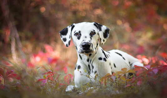 brittanys, dalmatian, kawanjo, anjing, maltese, traveling, trip, labrador, labrador retriever, portuguese water dog, 
