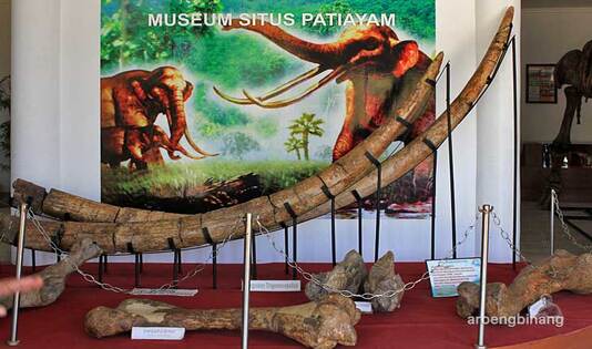 Gambar Koleksi Fosil di Museum Pati Ayam, destinasi wisata, gedong arca, kawanjo, museum, museum purbakala, ngetrip, sangiran, trip, patiayam, 