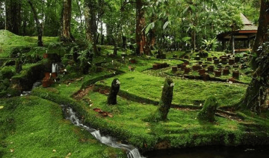Kenali 43 Kebun Raya yang Ada di Indonesia