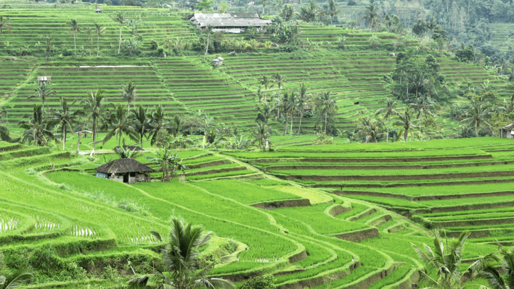 Desa Baru Bali Siap Menyambut Wisatawan