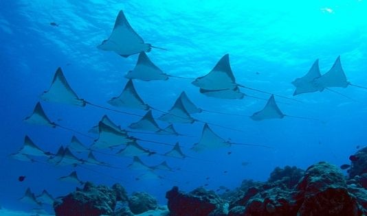 Menjadi Incaran Turis Untuk Wisata Bahari, Ini Dia Keindahan Ekosistem Bawah Laut Nusa Penida