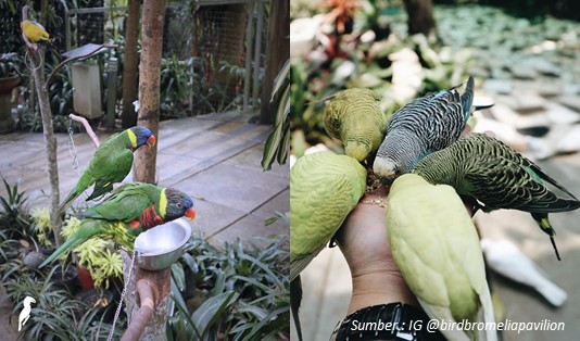 Wisata di Lembang yang lagi hits Bird Pavilion