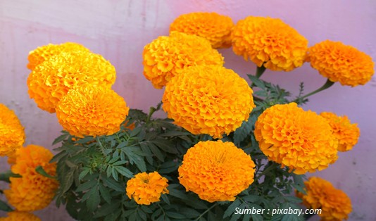 tanaman hias bunga yang bisa dimakan marigold