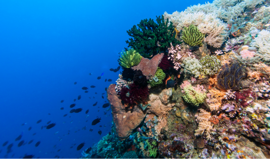 bunaken, bunaken, paket wisata bunaken,