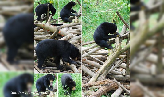 Harga tiket KWPLH Agrowisata Beruang Madu Balikpapan