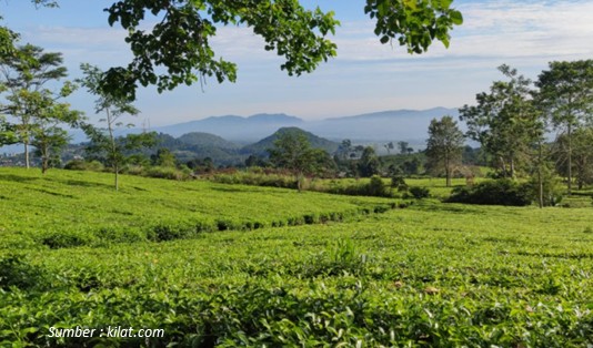 wisata kebun teh di Jawa Barat, Wisata Kebun Teh Ciater Subang