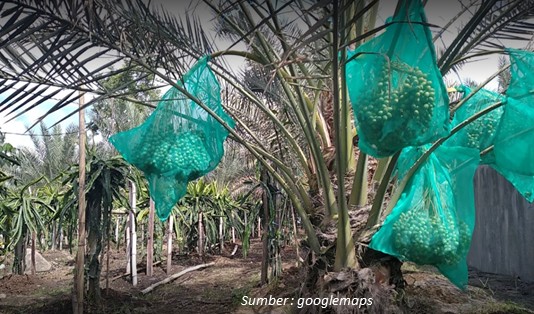 Aktivitas Wisata di Kebun Kurma Karo Sumatera Utara
