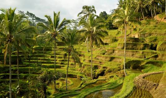 Ubud Cycling Bike, Sawah Ubud, Ubud, Bali