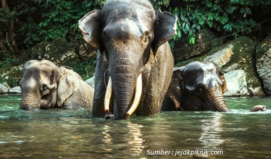 Wisata di Tangkahan Berinteraksi dengan gajah