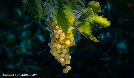 Manfaat Anggur Muscat Kaya akan Antioksidan