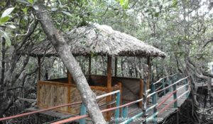 Ekowisata Mangrove Pintu Kota
