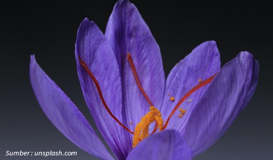 Ciri Bunga Saffron yang Berkhasiat