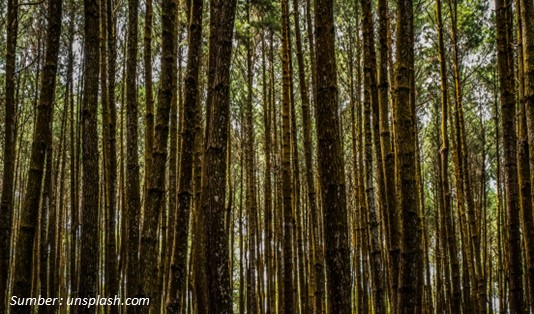 Hutan Pinus Jonggol, Wisata Jonggol yang lagi hits