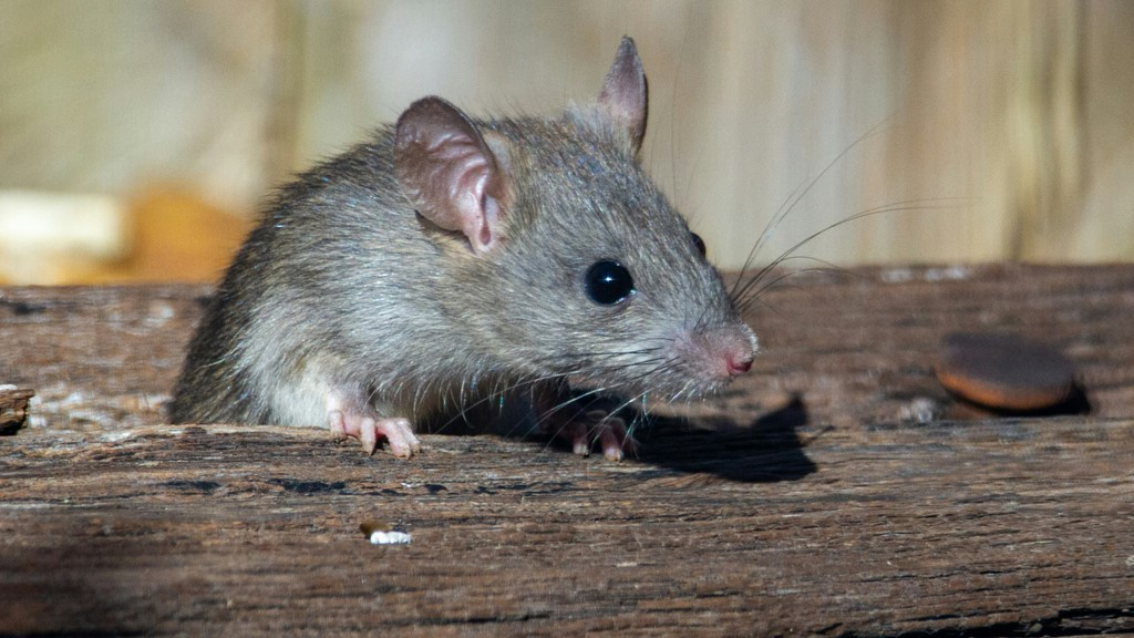 Cara mencegah penyakit Leptospirosis