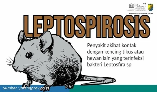 Penyebab Leptospirosis
