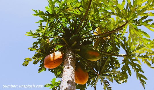 Cara Mengolah Daun Pepaya