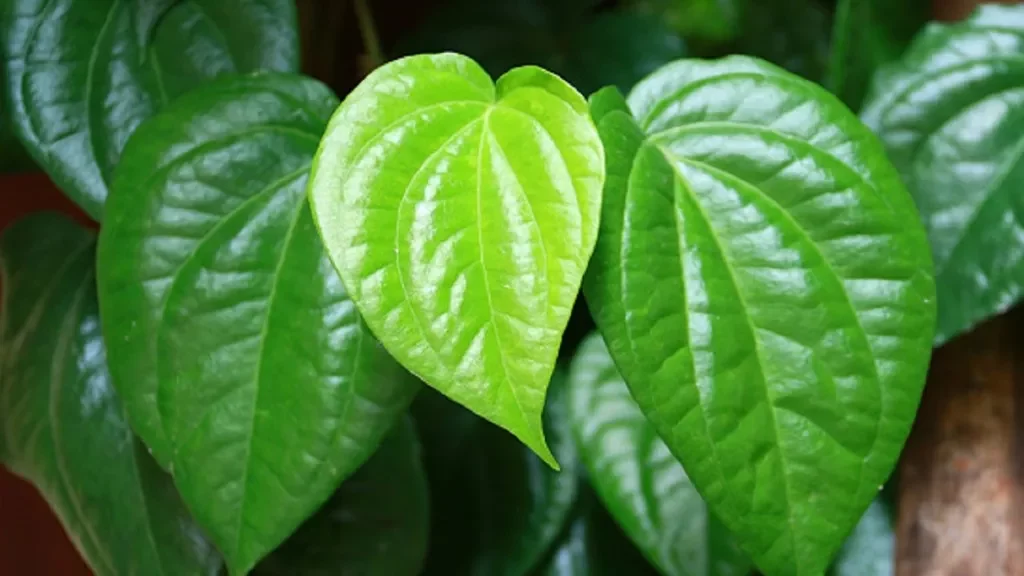 Memang manfaat daun sirih untuk kesehatan dan kecantikan