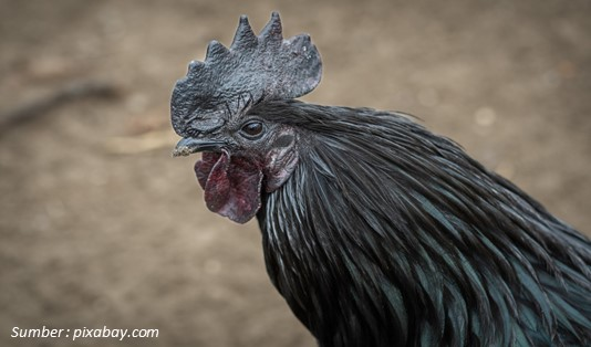 Asal usul Ayam Cemani