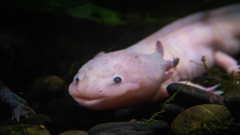 Ciri-ciri Axolotl