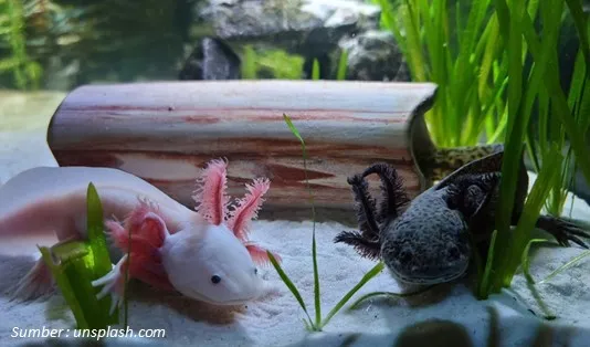 Deskripsi Axolotl