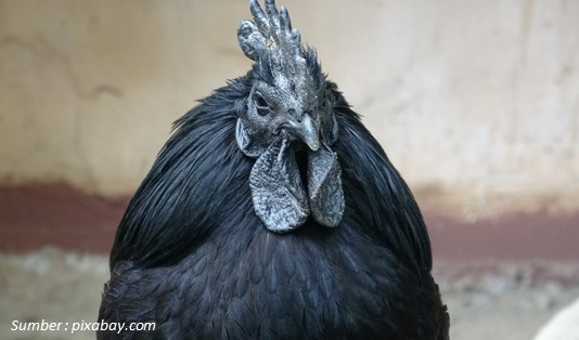 Karakteristik Ayam Cemani Hitam