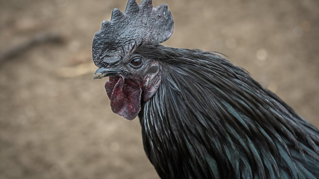 Manfaat Ayam Cemani Hitam Untuk Kesehatan