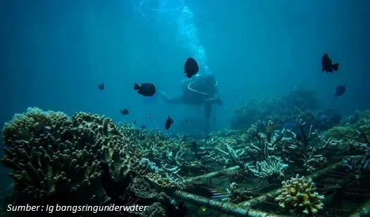 Menyelam di Bangsring Underwater