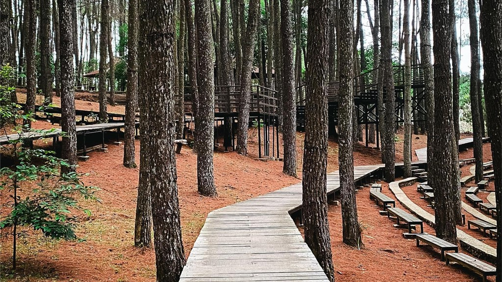 Hutan pinus Mangunan Yogyakarta