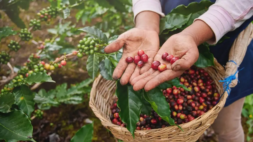 kopi, gayo, kopi gayo, kopi aceh