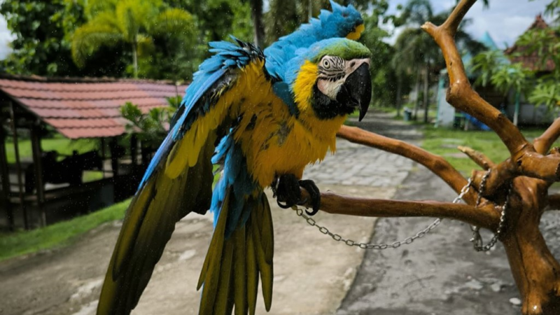 Jogja Exotarium Mini Zoo